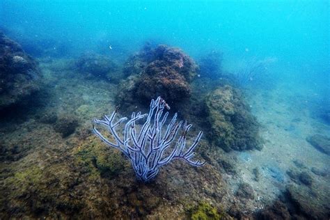 JELAJAH NUANSA PESISIR: Pesona Alam Bawah Laut Pantai Biru Kersik